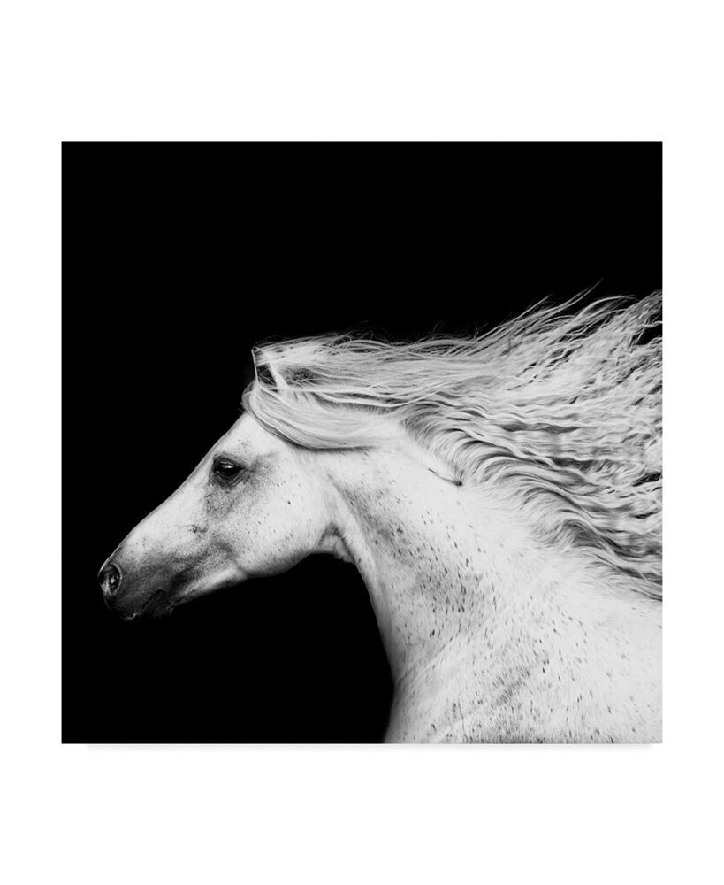 Trademark Global pH Burchett Black and White Horses V Canvas Art - 20
