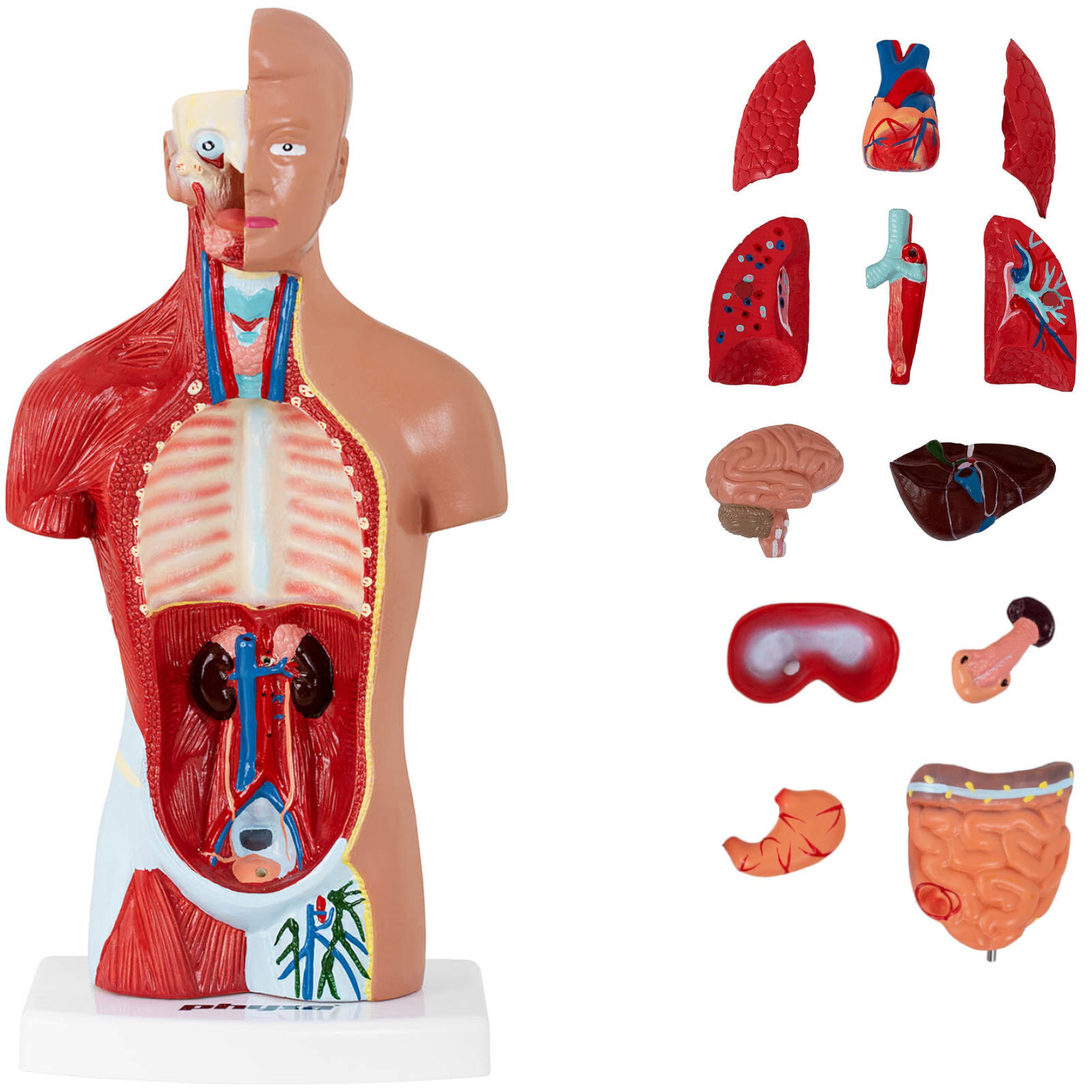 3D anatomical model of the human torso