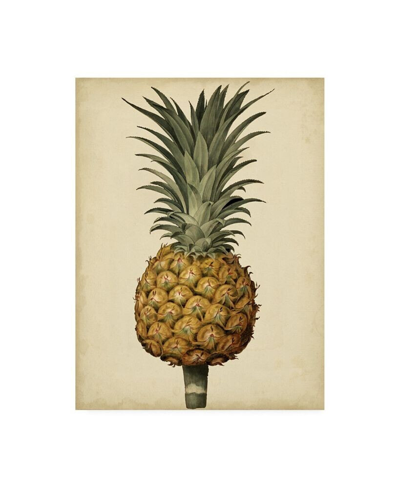 Trademark Global george Brookshaw Brookshaw Antique Pineapple II Canvas Art - 36.5