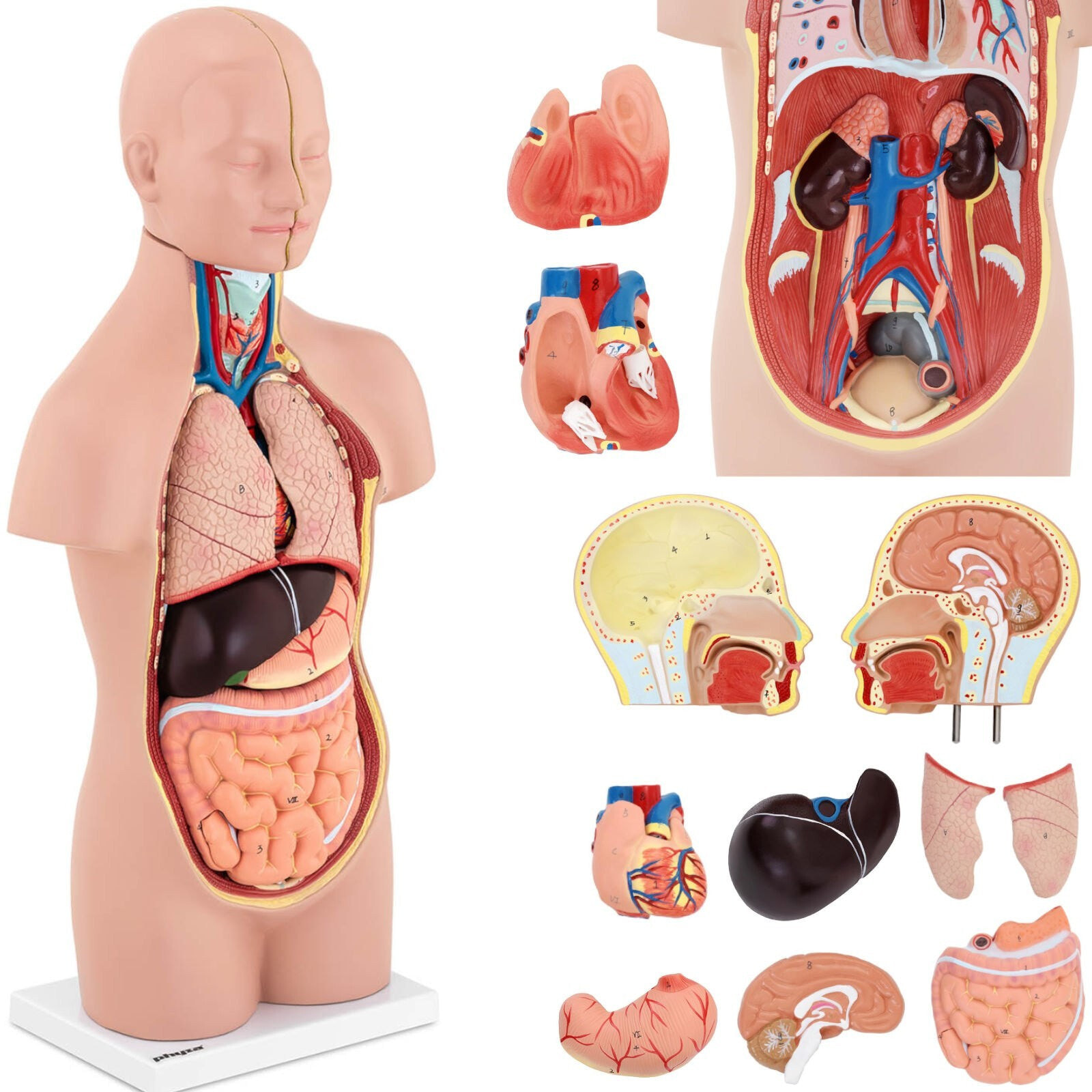 Модель анатомическая 3D туловия чловека с выемчатыми органами