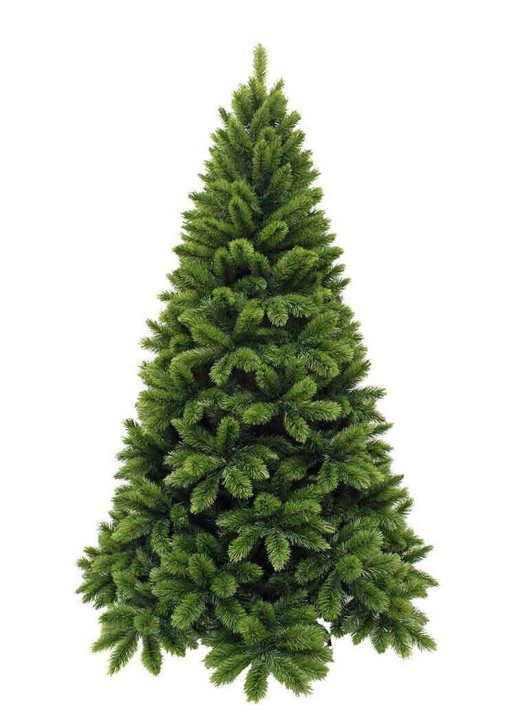 Weihnachtsbaum Tsuga