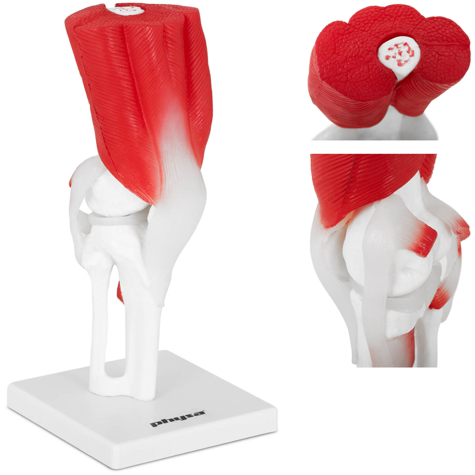 3D anatomical model of the knee in 1: 1 scale