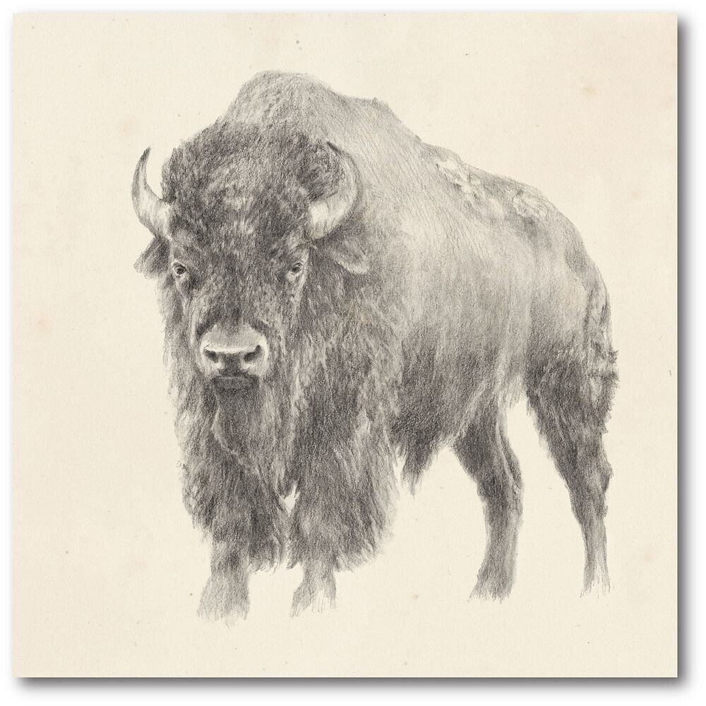 Courtside Market western Bison Study Gallery-Wrapped Canvas Wall Art - 20