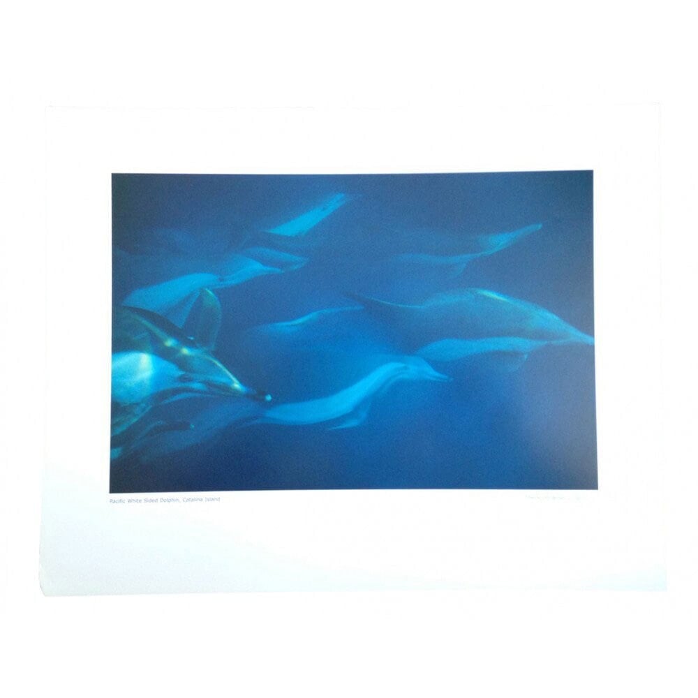 AFRAME Pacific White Dolphin Poster