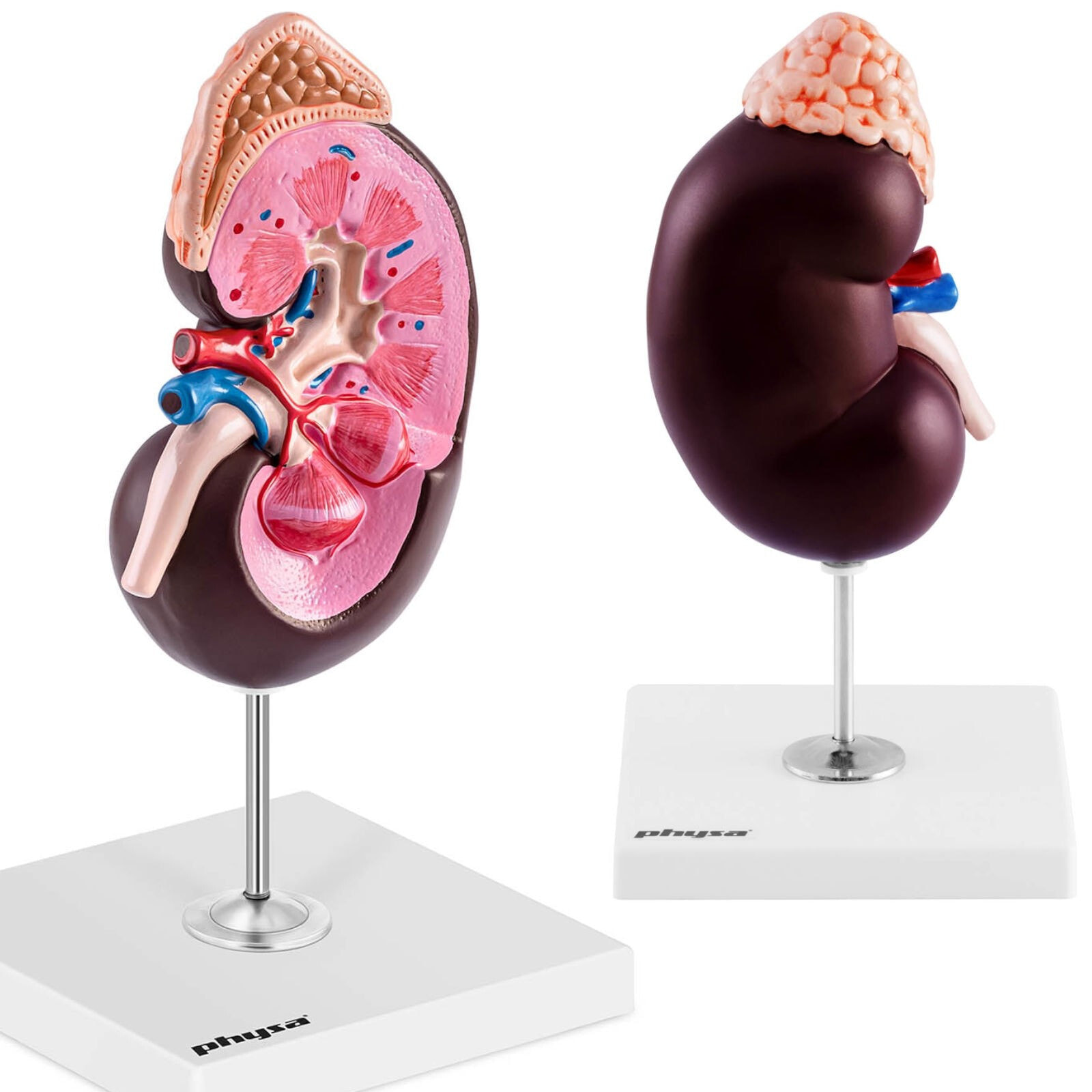 3D anatomical model of human kidney scale 1.5: 1