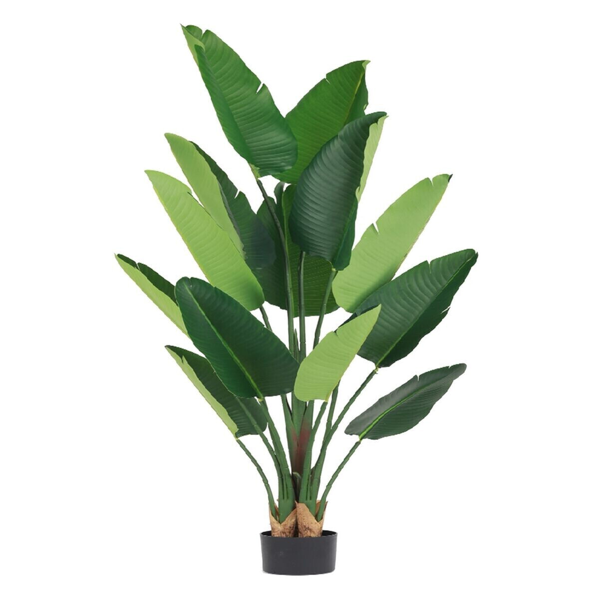 Декоративное растение 80 x 75 x 180 cm Зеленый Стрелиция королевская