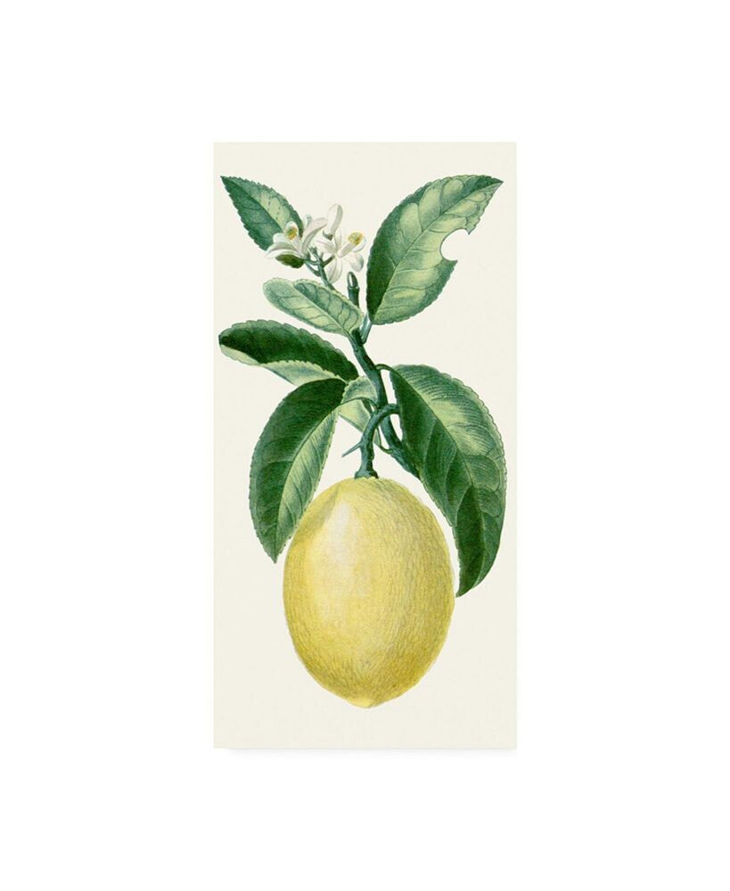 Trademark Global turpin Turpin Fruit I Canvas Art - 15