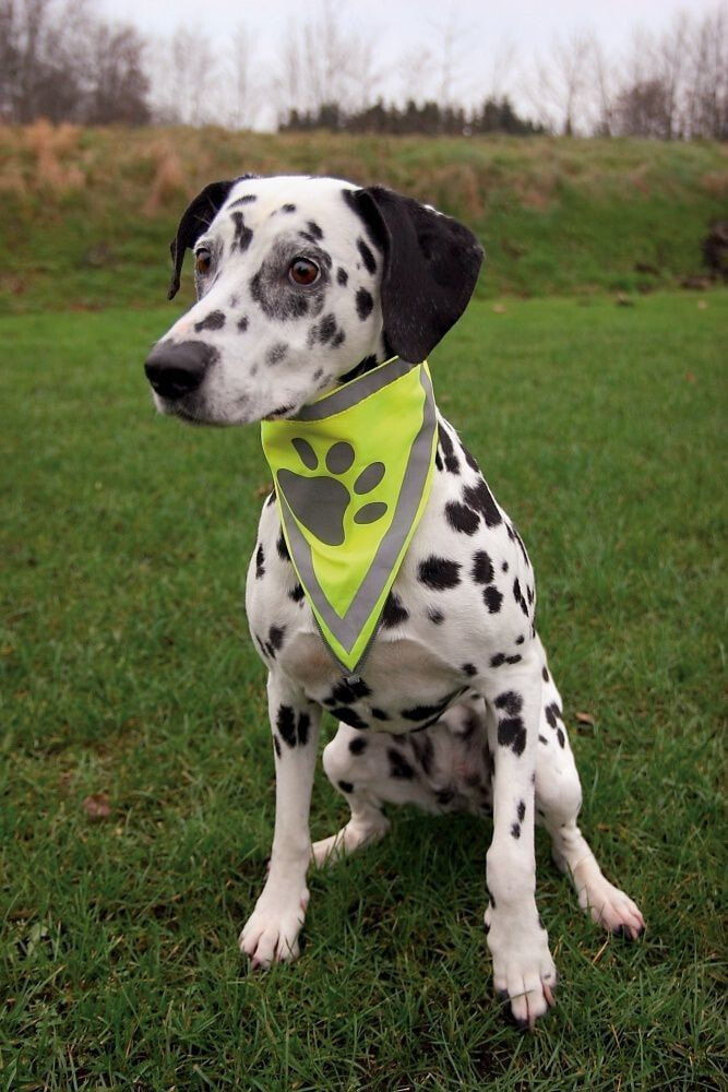 TRIXIE 30121 шарф безопасности для собак XS/S Полиэстер Серый, Желтый