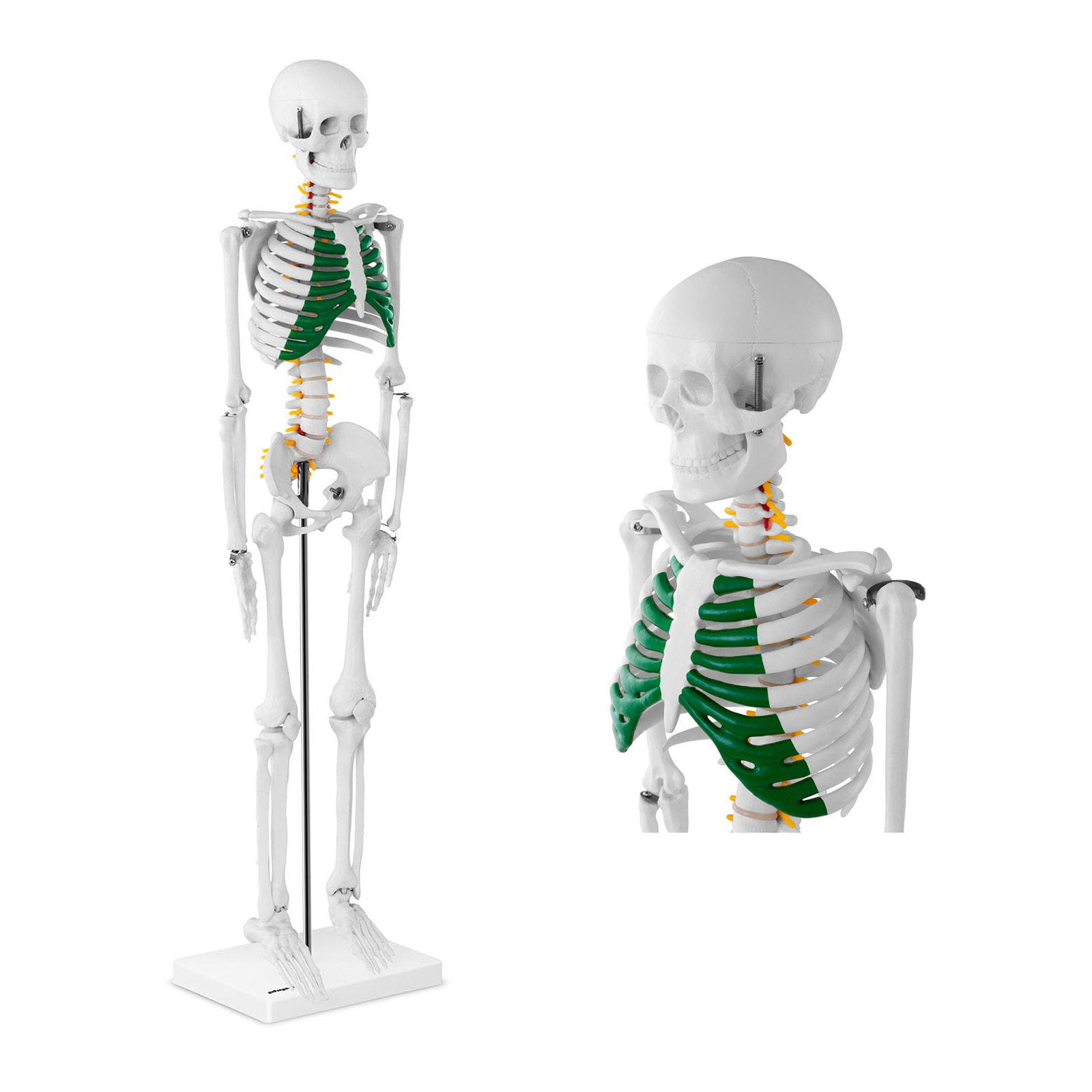 Anatomical model of the human skeleton 85 cm