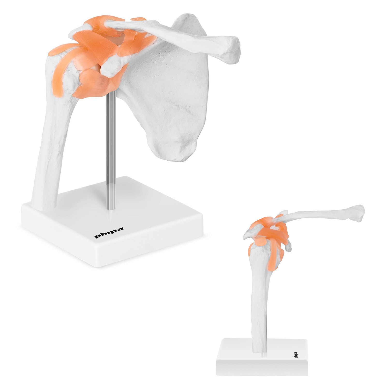 Anatomical model of the shoulder joint in a 1: 1 scale