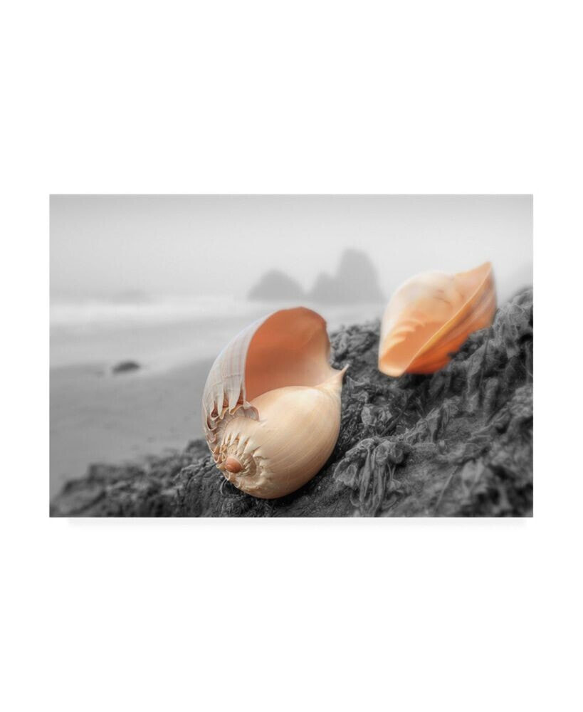 Trademark Global alan Blaustein Crescent Beach Shells #20 Canvas Art - 19.5