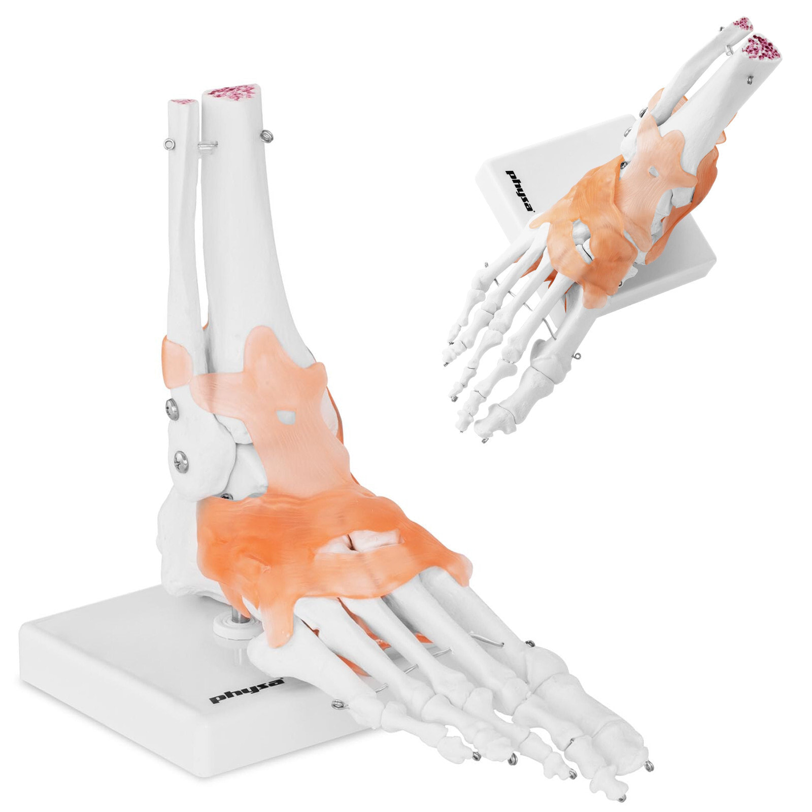 Anatomical model of the ankle joint with ligaments, scale 1: 1