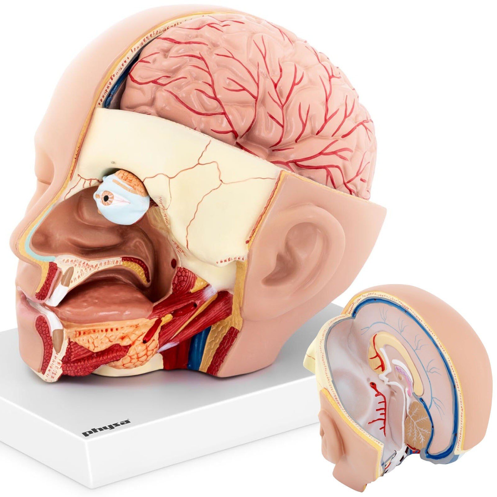 3D anatomical model of human head and brain scale 1: 1