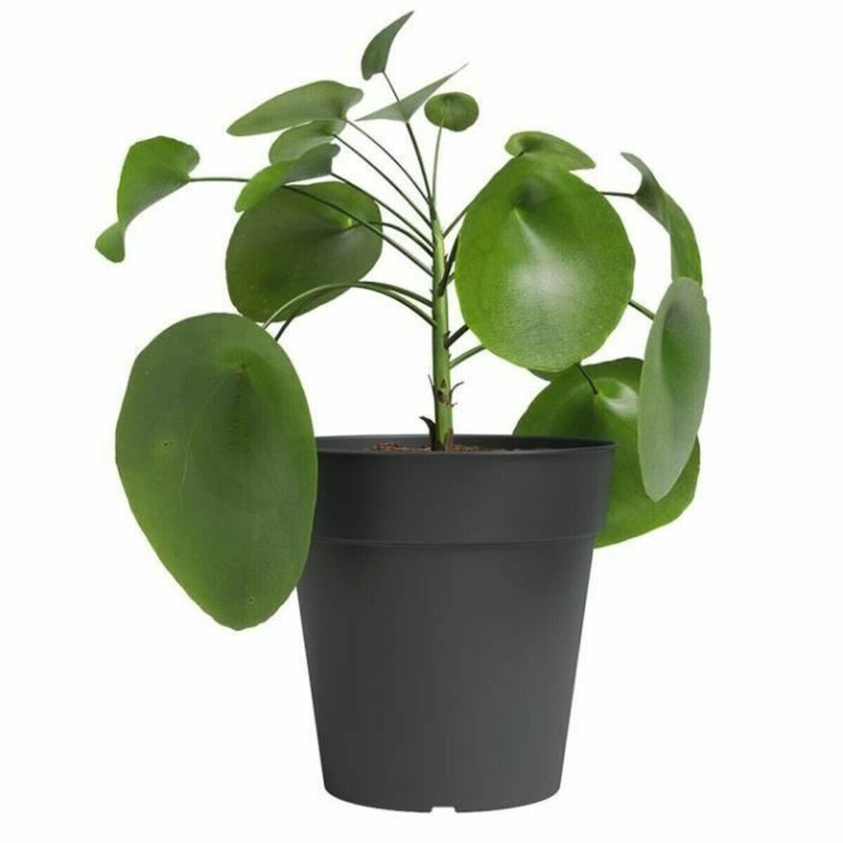 Plant pot Artevasi 50 x 50 x 47,7 cm Anthracite