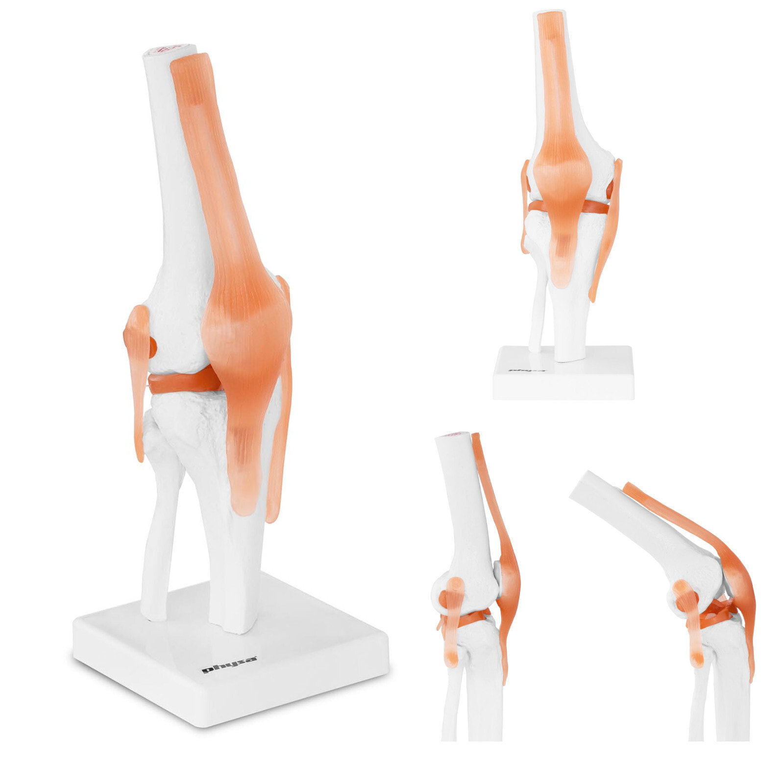 Anatomical model of the knee joint, scale 1: 1