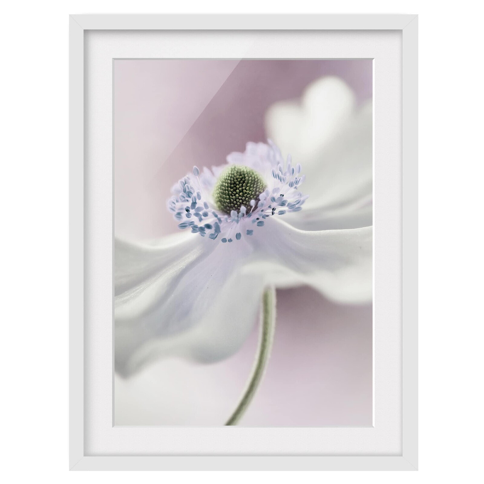 Bild Anemonenbrise II