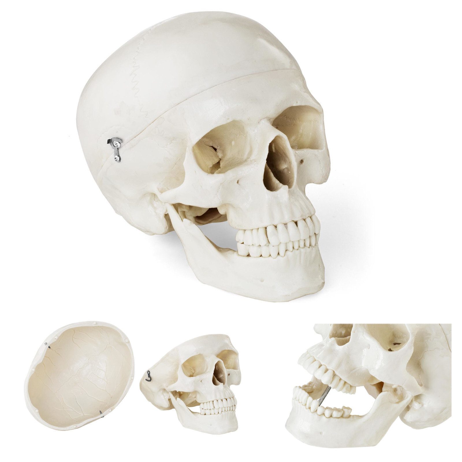 Anatomical model of the human skull in the scale of 1: 1 + Teeth 3 pcs.