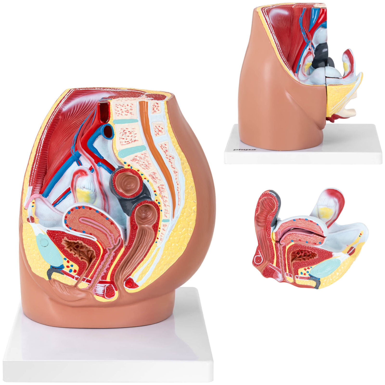 3D 1: 1 scale anatomical model of the female pelvis