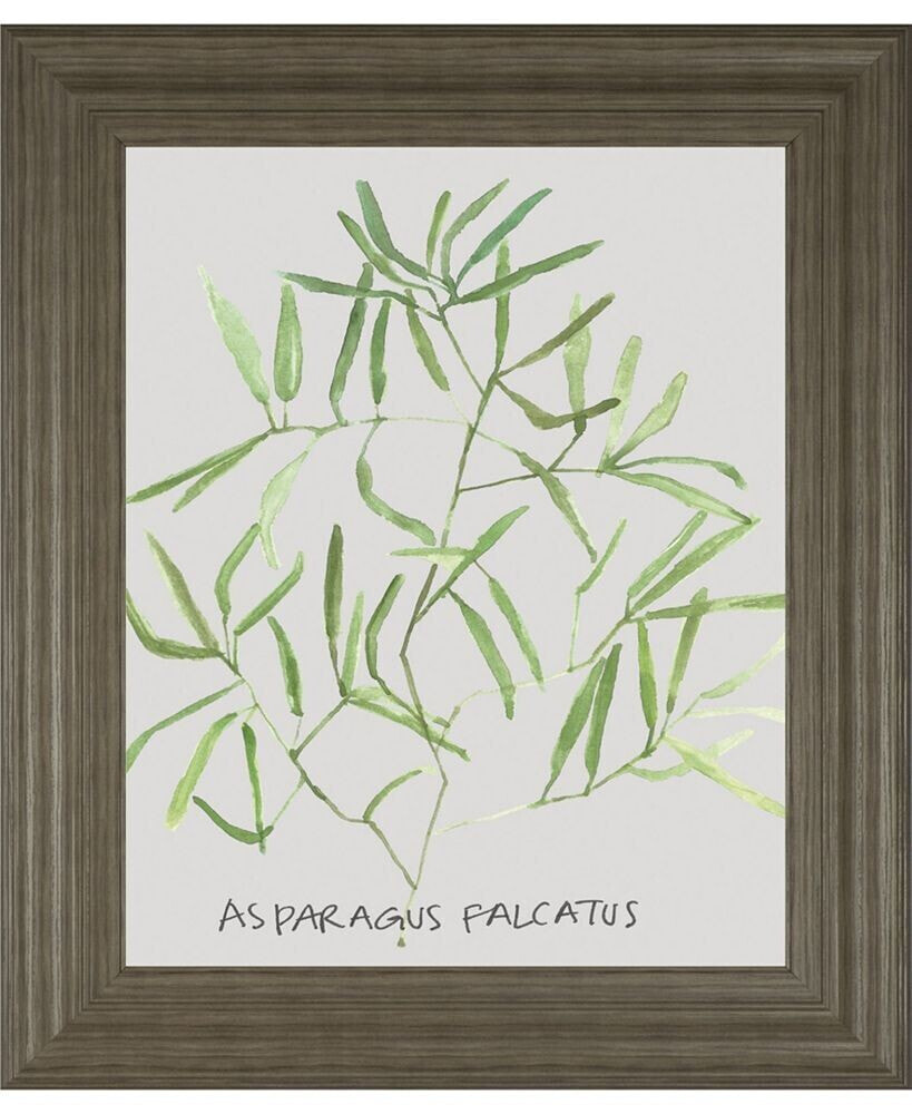 Asparogus Falcatus by Katrien Soeffers Framed Print Wall Art, 22