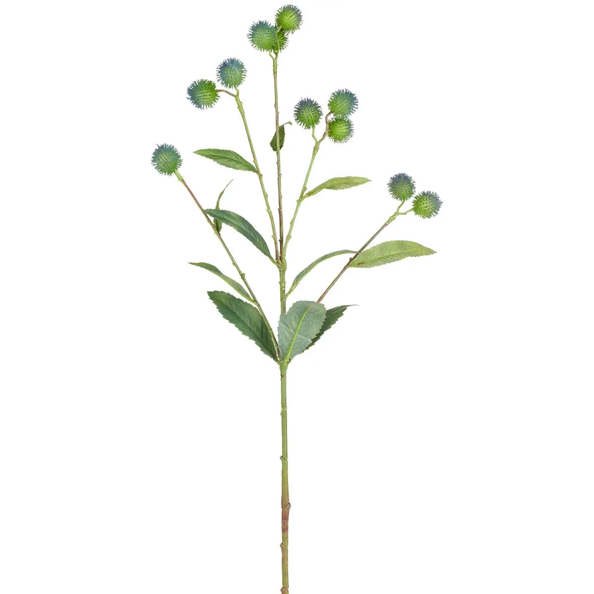 Zweig aus Klettenwurzel-Samen