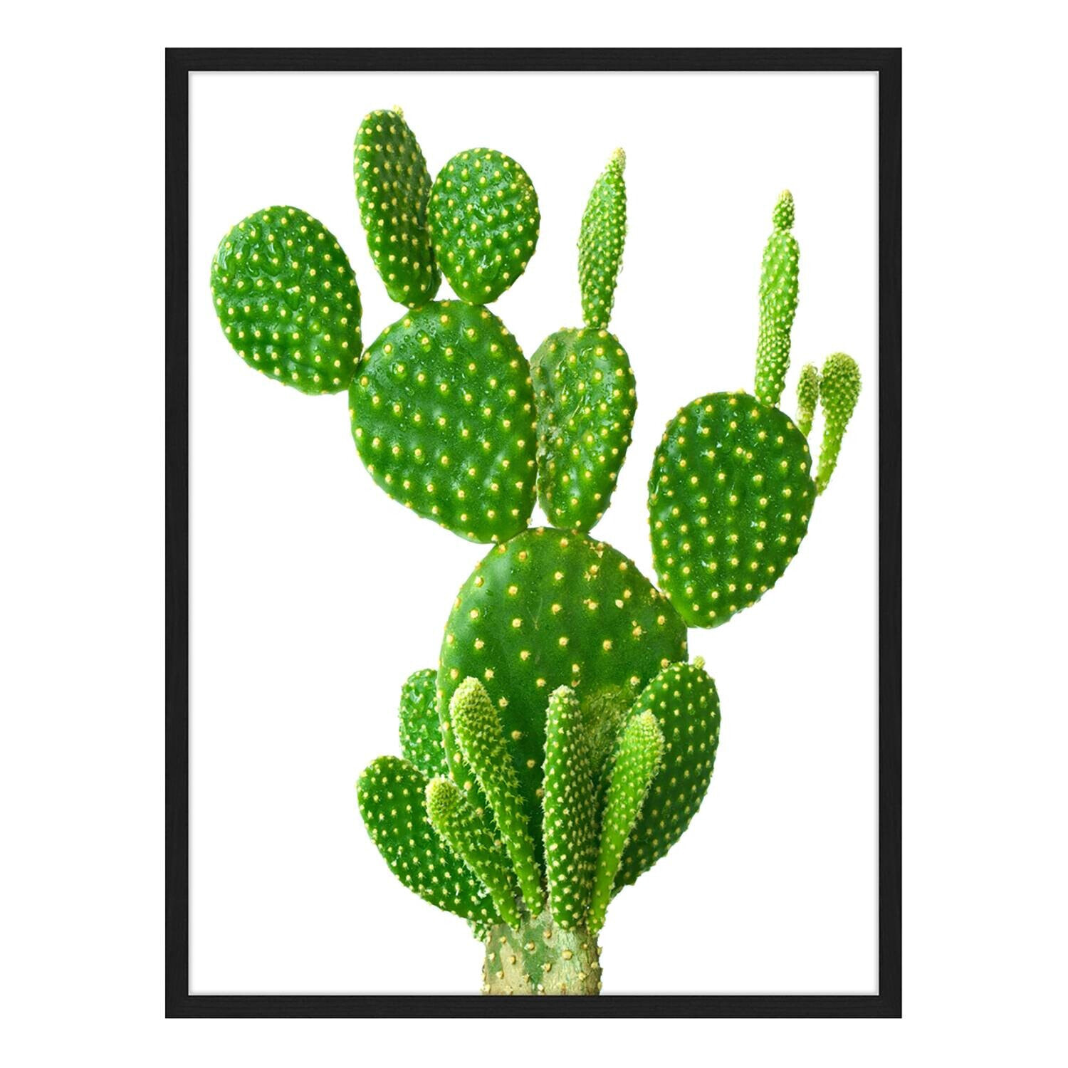 Bild Cactus