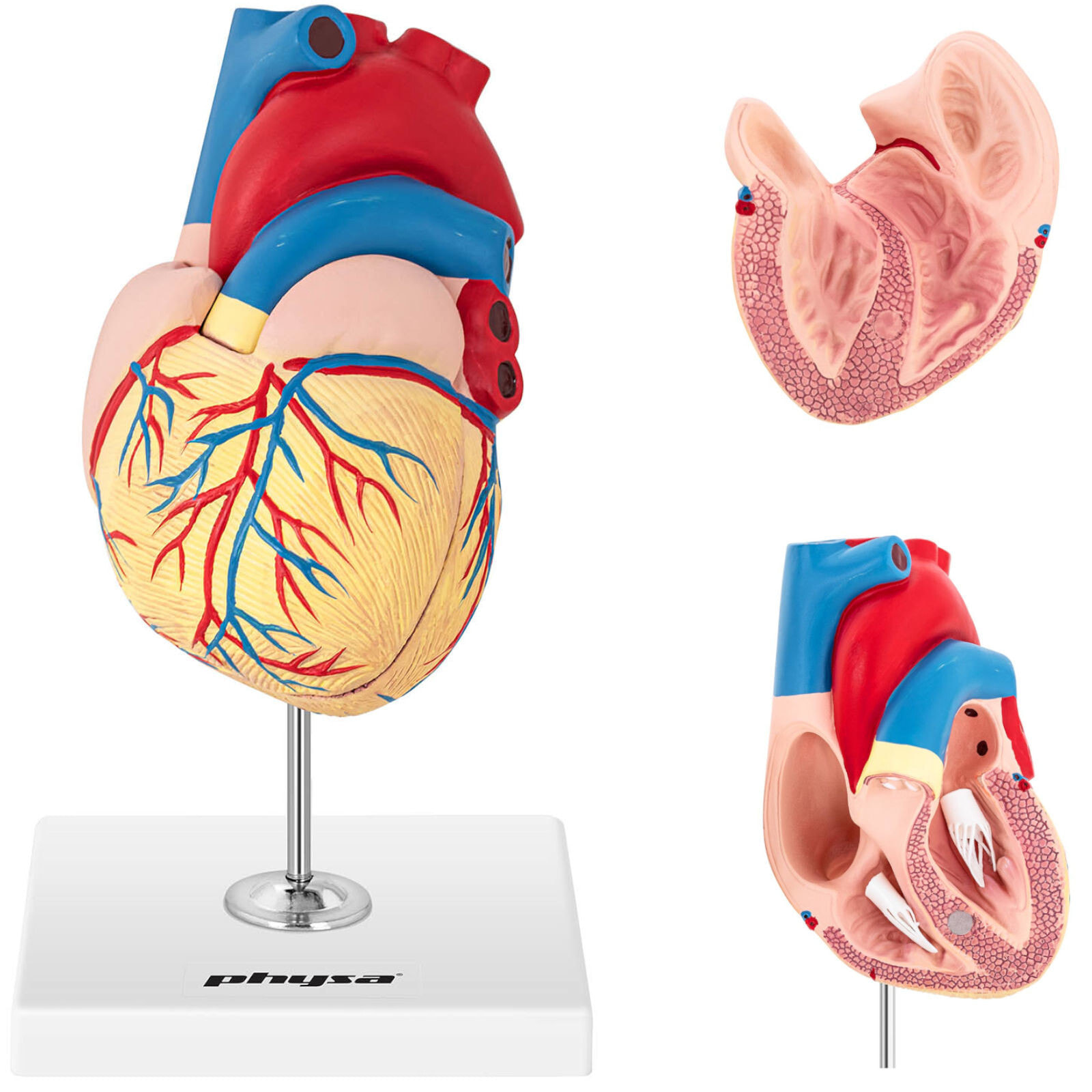 3D human heart anatomy model