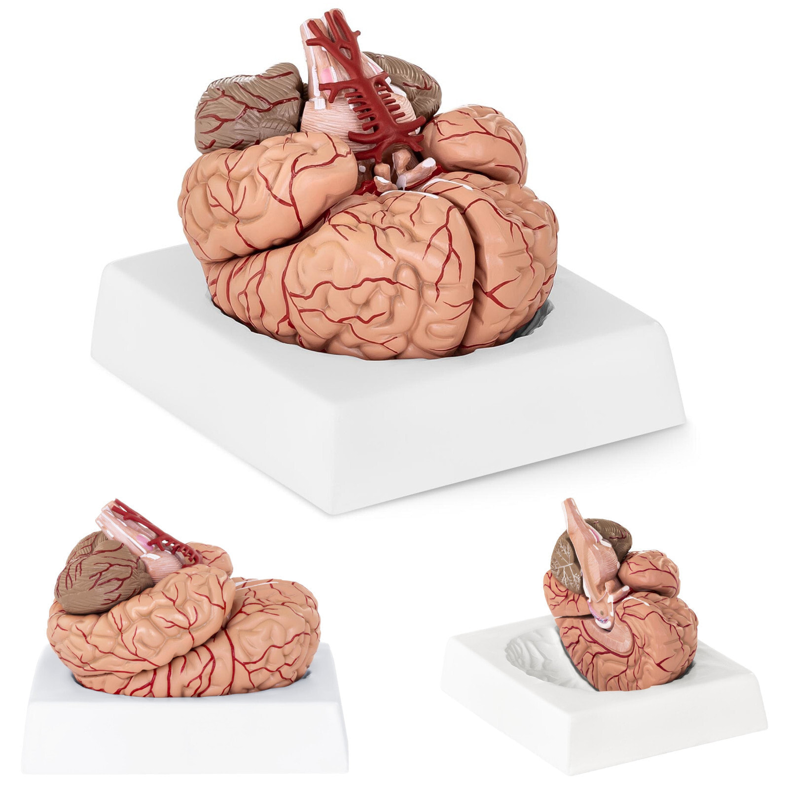 Anatomical model of the human brain 9 elements in a 1: 1 scale