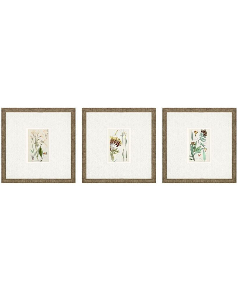 Paragon Picture Gallery antique-Like Botanical I Framed Art, Set of 3
