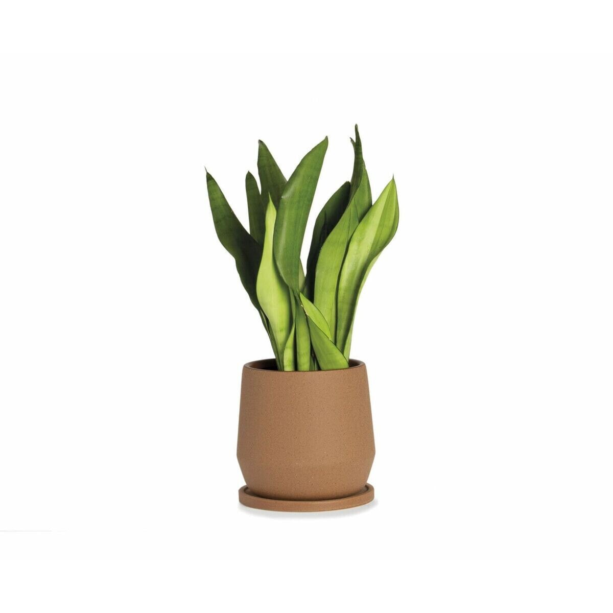 Flower Pot with Dish Alexandra House Living Terracotta Ceramic 22 x 22 x 22 cm