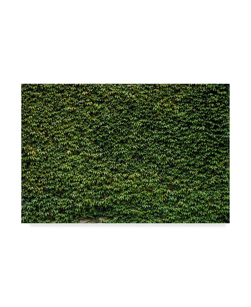 Trademark Global 1X Prints Green Ivy Leaves Wall 1 Canvas Art - 20