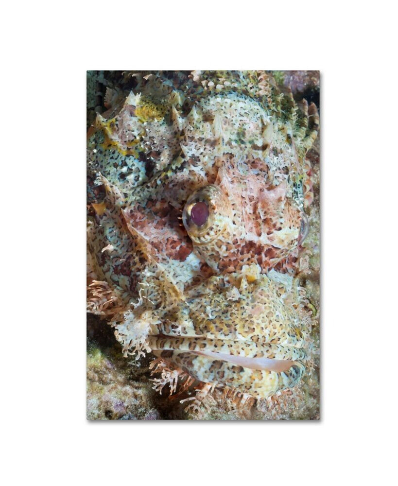 Trademark Global robert Harding Picture Library 'Underwater' Canvas Art - 24