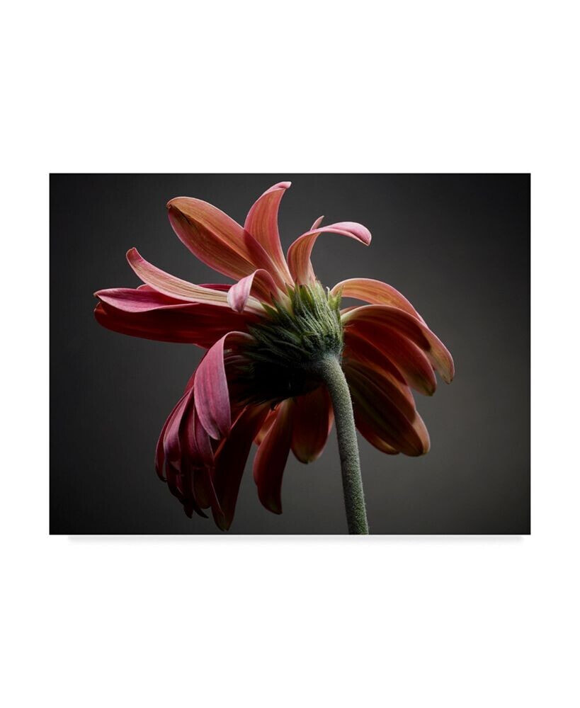 Trademark Global james Mcloughlin Studio Flowers IV Canvas Art - 20