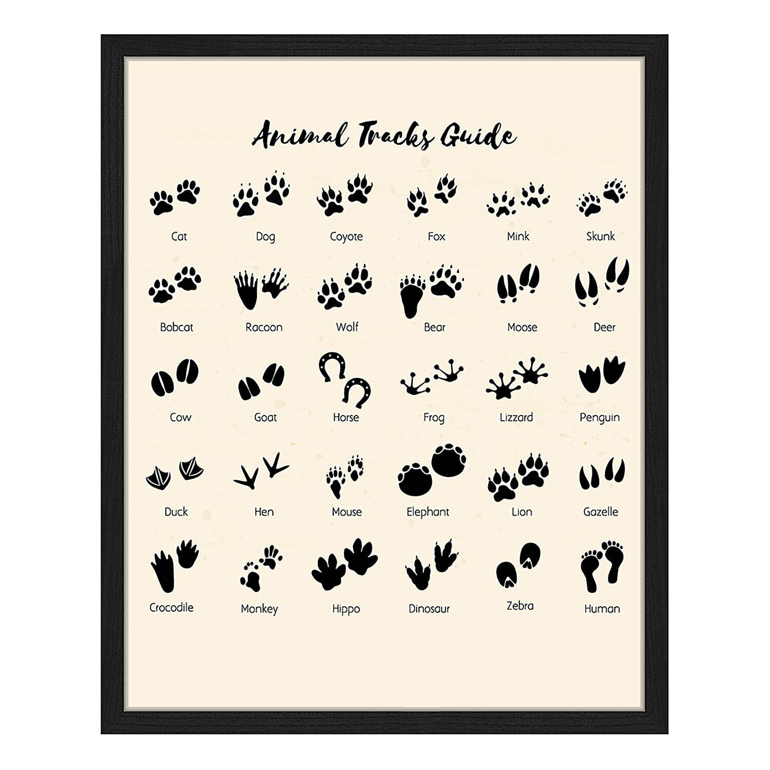 Bild Animal Tracks