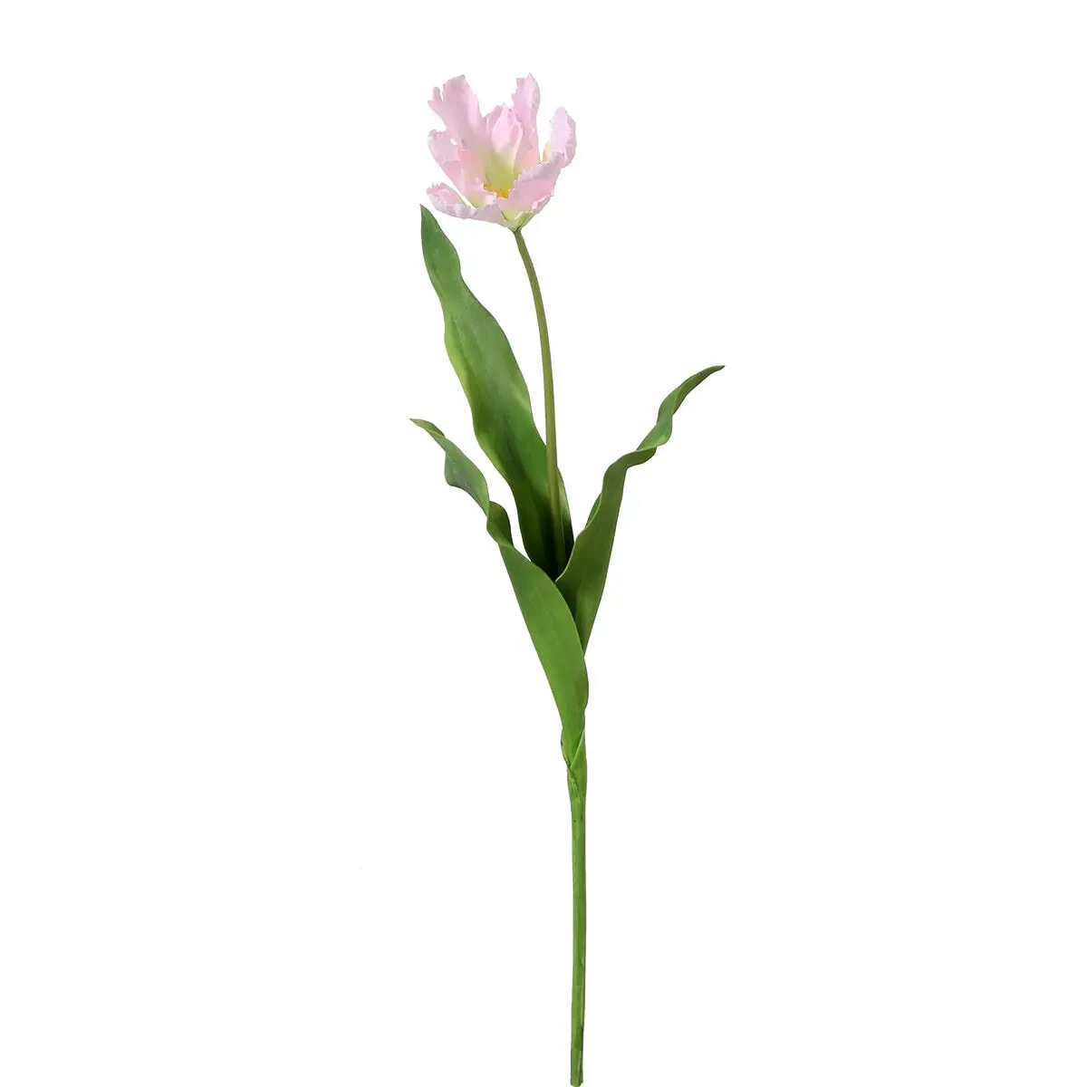 Tulpe Papagei