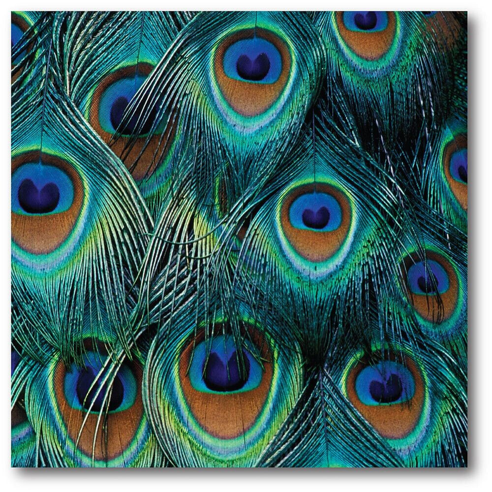Peacock Gallery-Wrapped Canvas Wall Art - 16