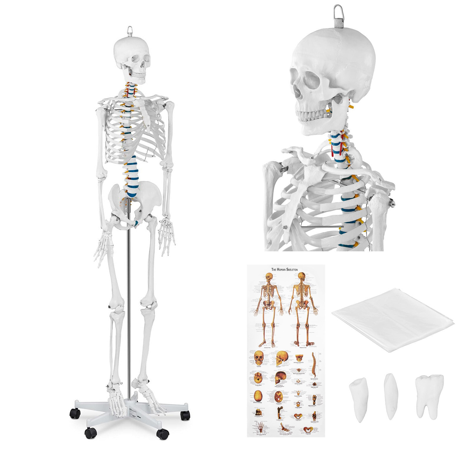 Human skeleton anatomical model 176 cm + Anatomical poster