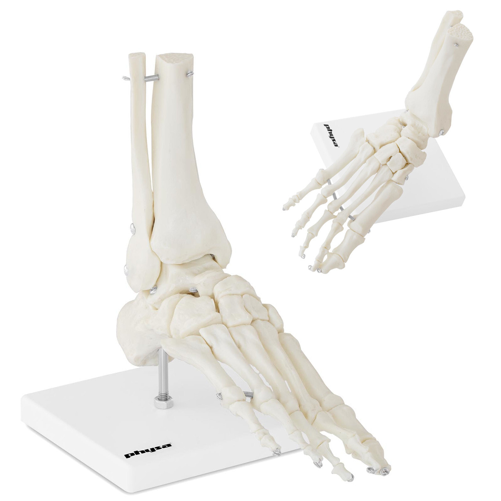 Anatomical model of the ankle joint, scale 1: 1