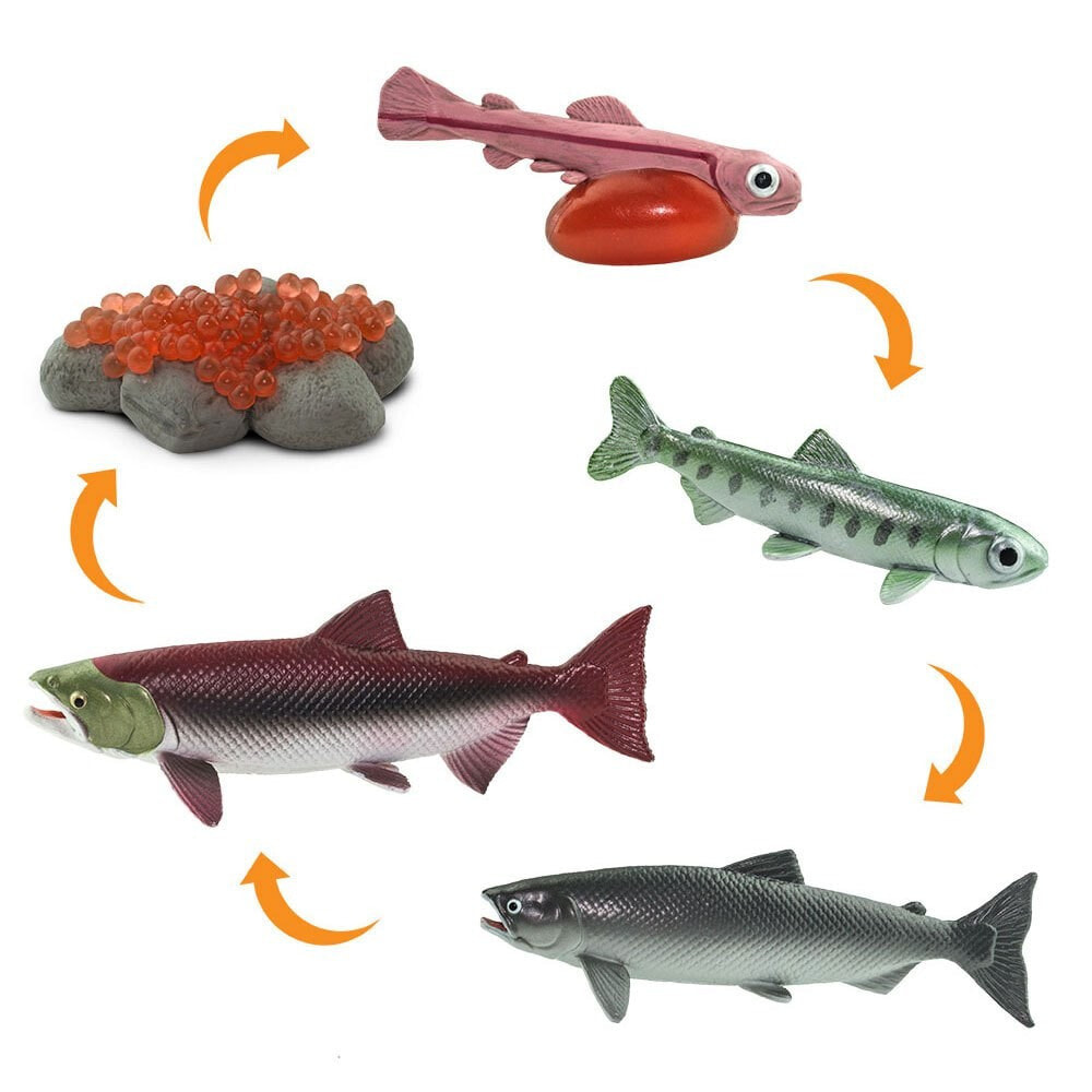 SAFARI LTD Life Cycle Salmon Figure