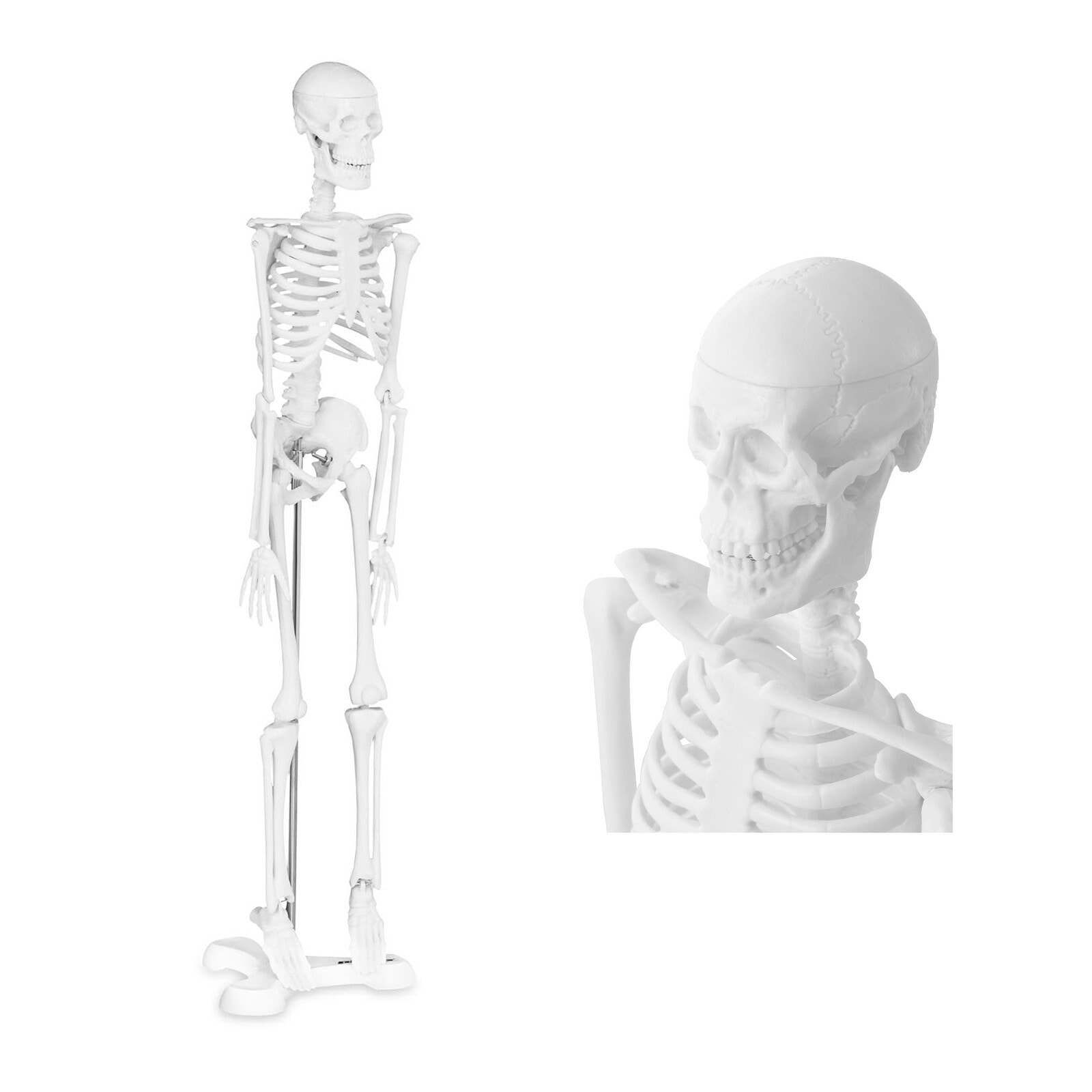 Anatomical model of the human skeleton 47 cm