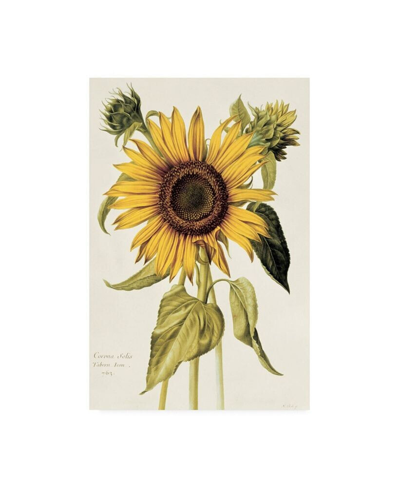 Trademark Global nicolas Robert Helianthus Annuus Sunflower Canvas Art - 15.5