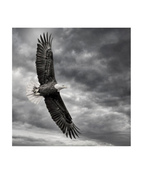 PH Burchett Eagle in Flight Canvas Art - 20" x 25"