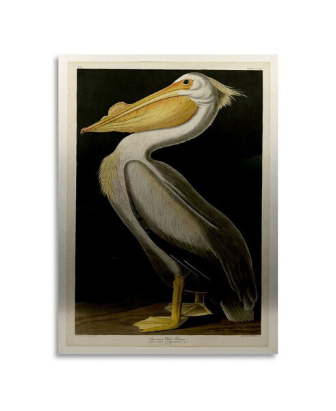 John James Audubon American White Pelican Floating Brushed Aluminum Art - 22" x 25"