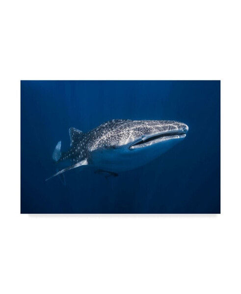 Barathieu Gabriel Whale Shark Canvas Art - 15" x 20"