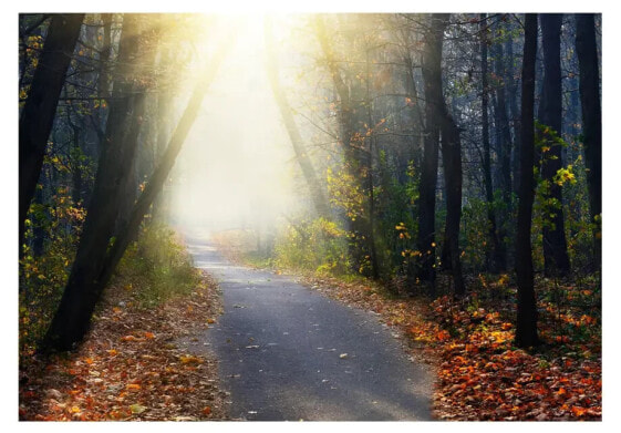 Fototapete Road through the Forest