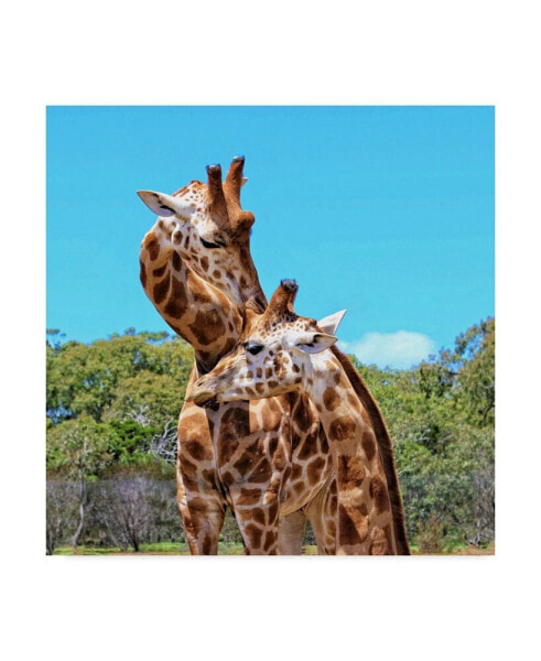 Incredi 'Two Giraffes Wildlife' Canvas Art - 14" x 14"