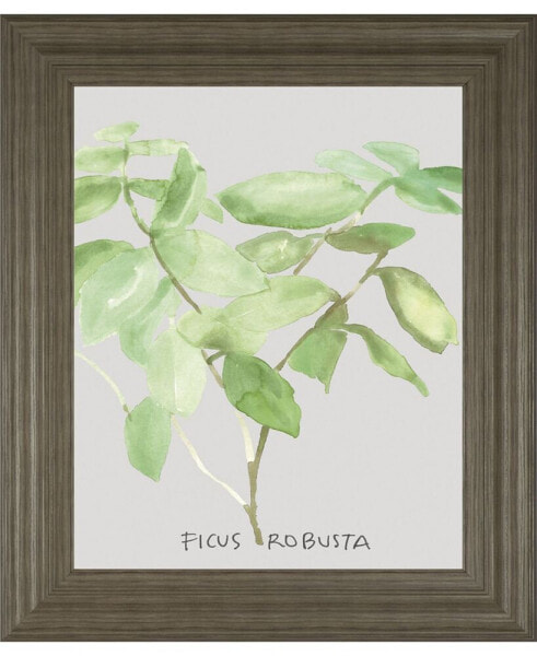 Ficus Robusta by Katrien Soeffers Framed Print Wall Art, 22" x 26"