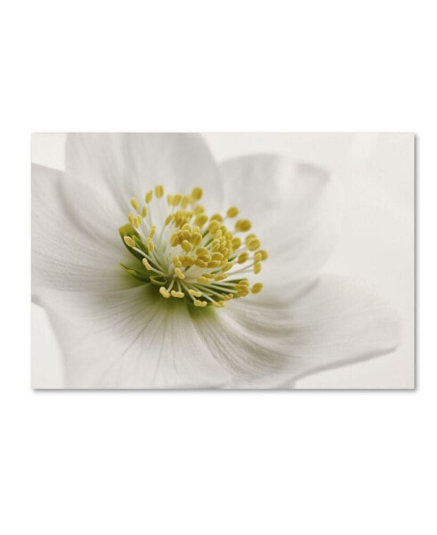 Cora Niele 'White Helleborus' Canvas Art - 24" x 16" x 2"