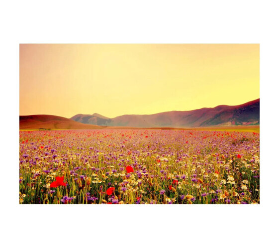 Sonniges Feld der schönen wilden Blumen