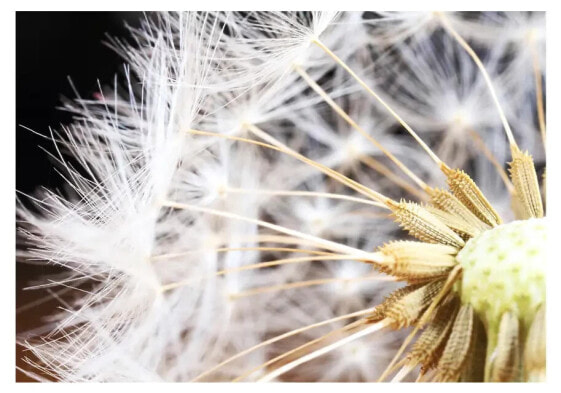 Fototapete Fluffy dandelion