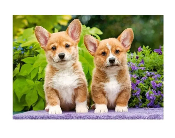 Puzzle Welsh Corgi Puppies 1000 Teile